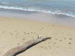 Lake Michigan beaches